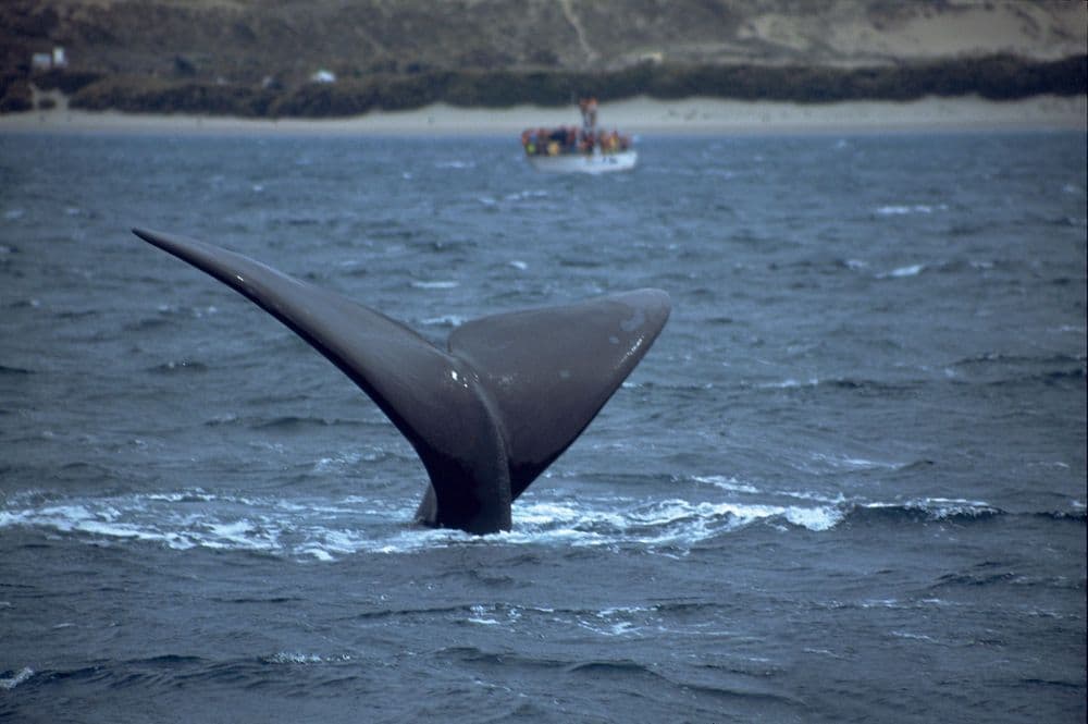 Península Valdés & the Atlantic Patagonia Coast