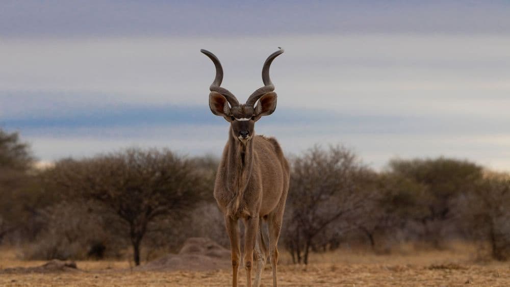 Escapada a Sudafrica
