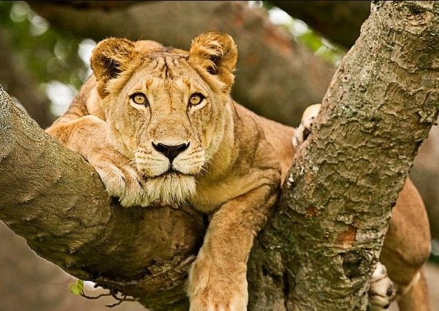 QUEEN ELIZABETH NATIONAL PARK 2.jpg